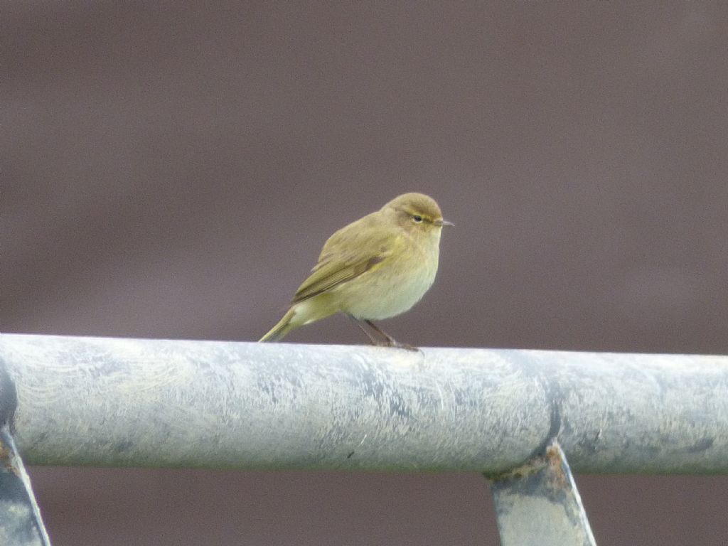 Cinque giorni ad Arenzano (GE): Lu� piccolo